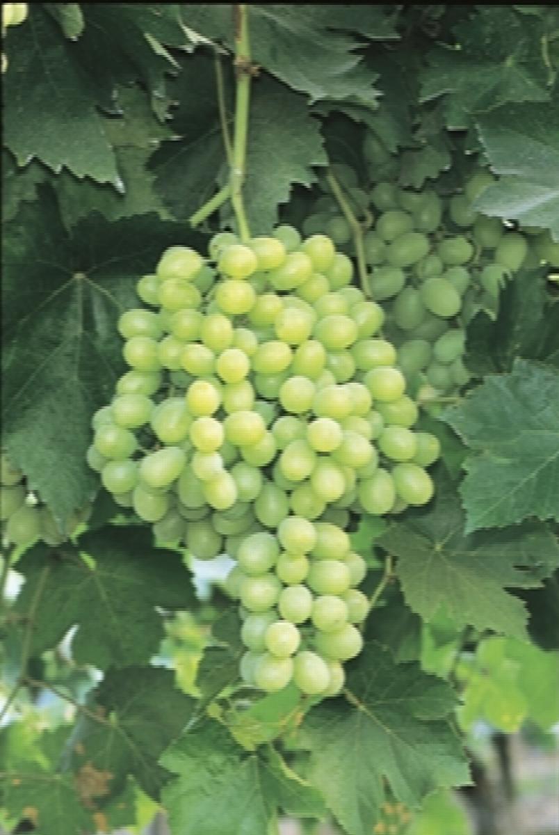 Grapes - Thompson Seedless - PRE-ORDER