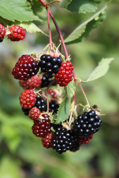 Blackberry - Triple Crown - PRE-ORDER