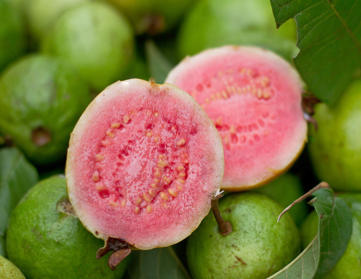 Tropical - Guava