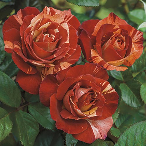 Roses - Tropical Lightening (Climbing)