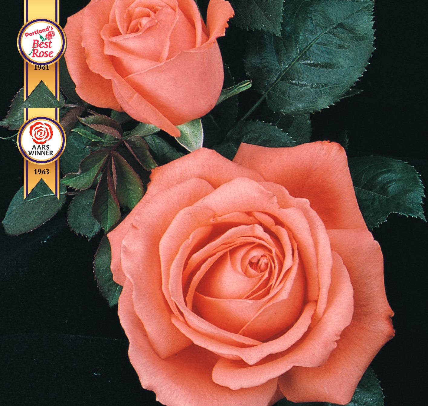Roses - Tropicana