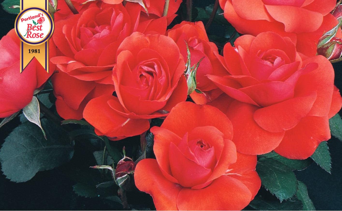 Tree Roses - Trumpeter