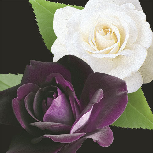 Tree Roses - Two-fer - Burgundy Iceberg & Iceberg
