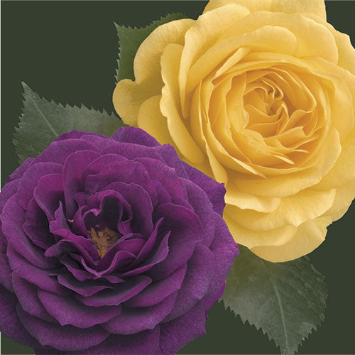 Tree Roses - Two-fer - Ebb Tide & Julia Child