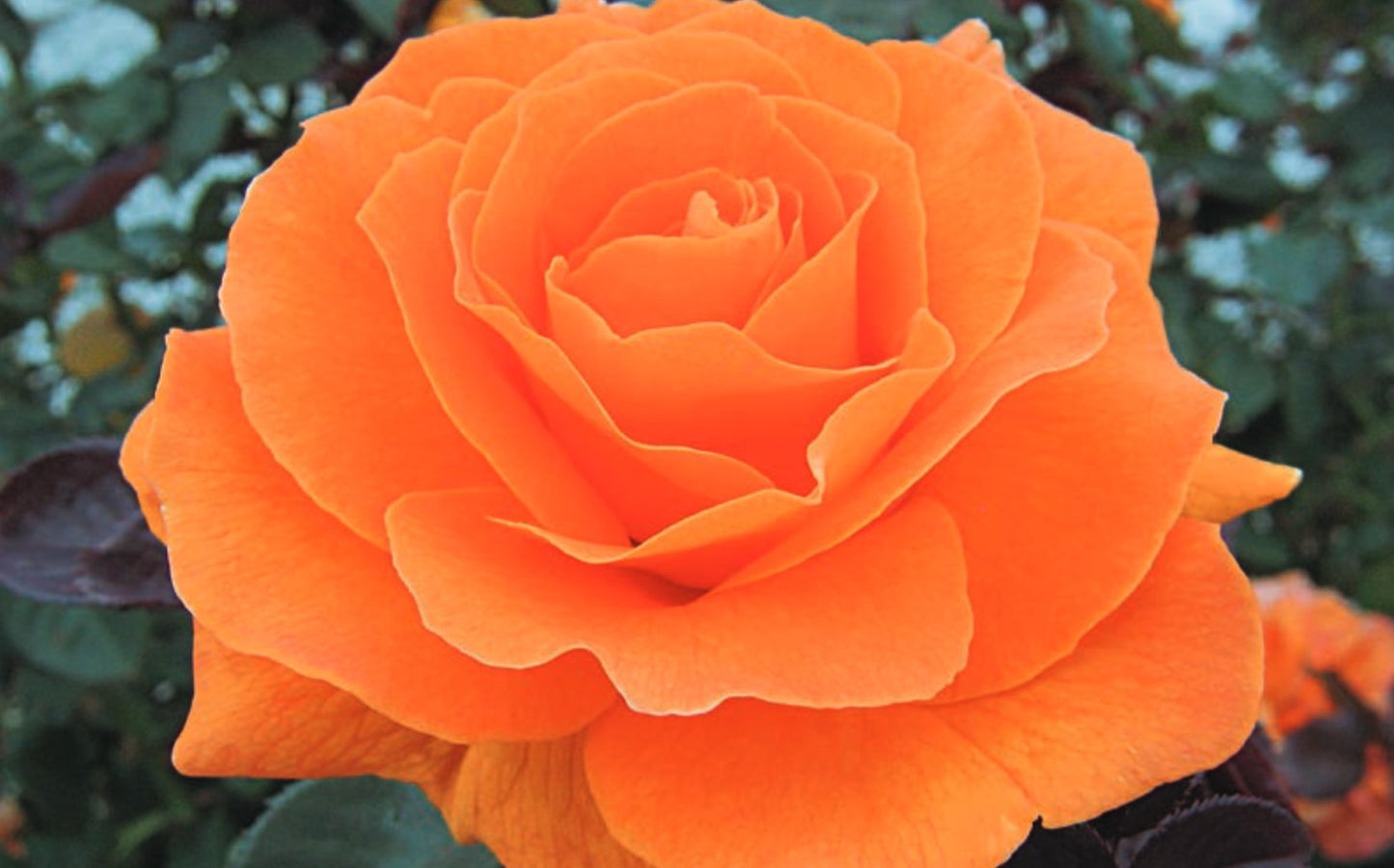Tree Roses - Vavoom