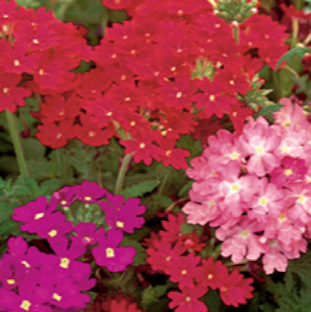 Shrubs - Verbena