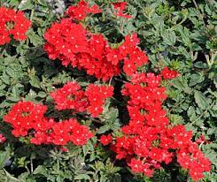 Shrubs - Verbena