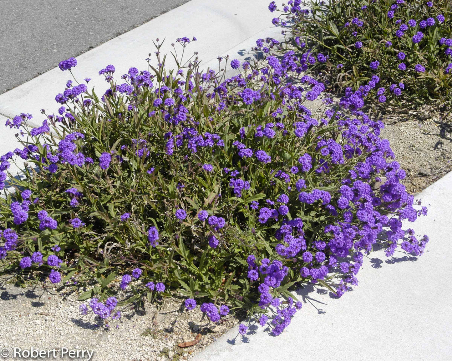 Shrubs - Verbena