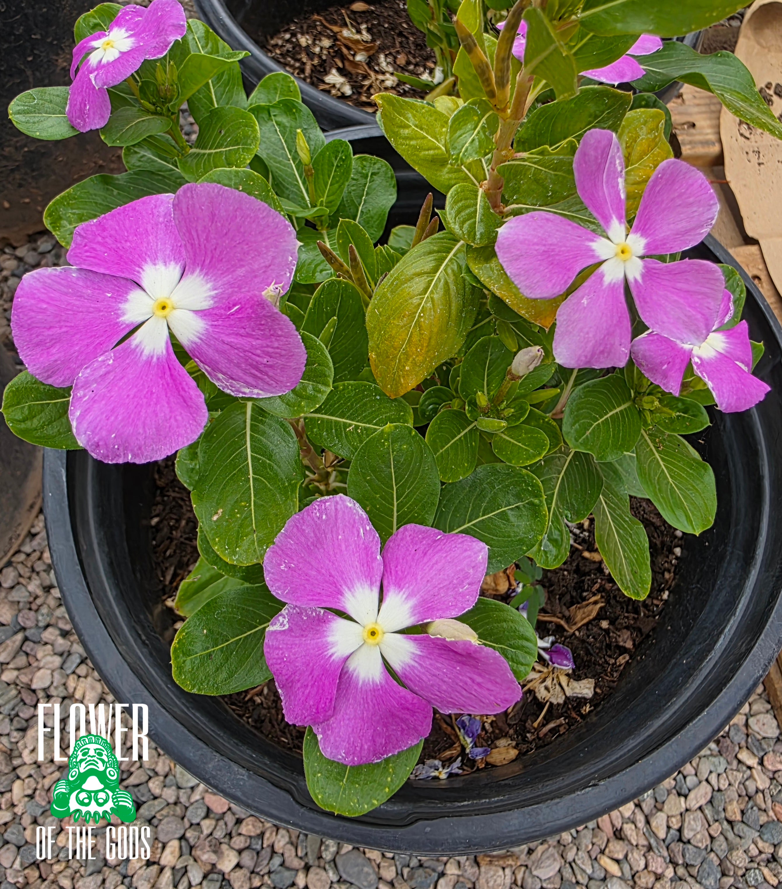 vinca potted plants Flowers