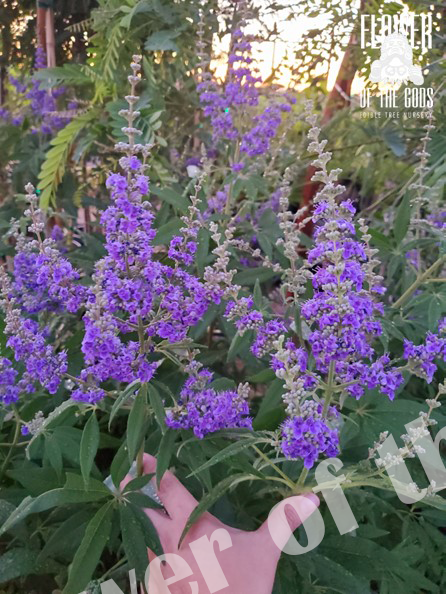 Shade - Vitex (Chaste)