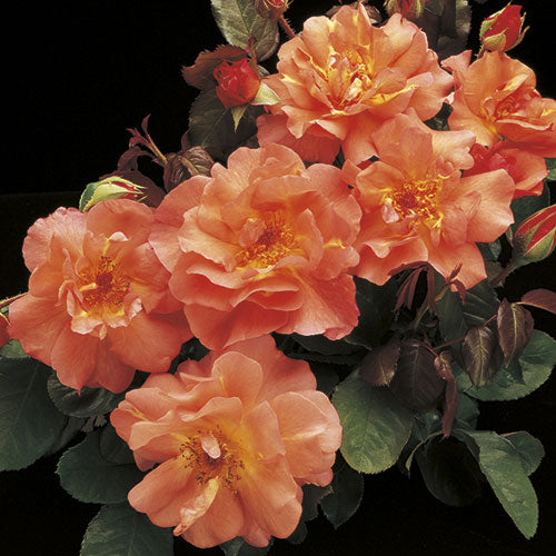 Roses - Westerland (Climbing)