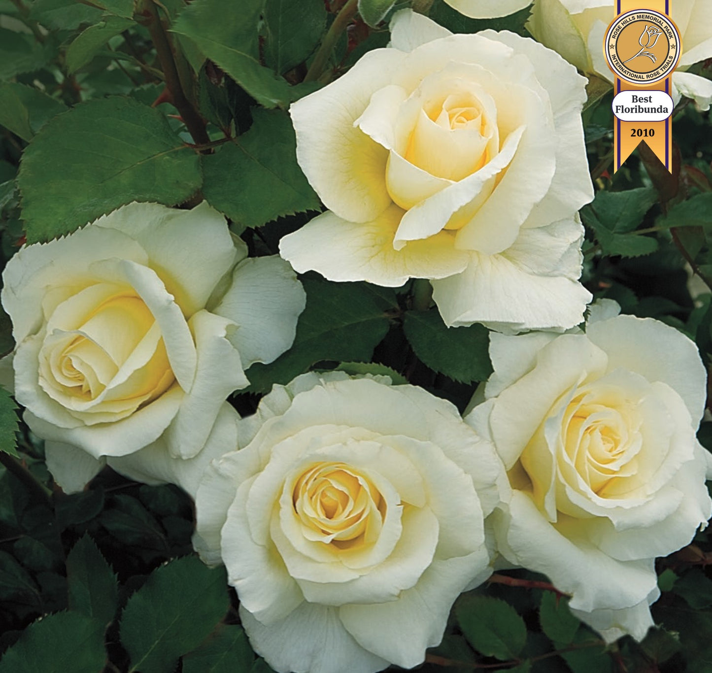 Roses - White Licorice