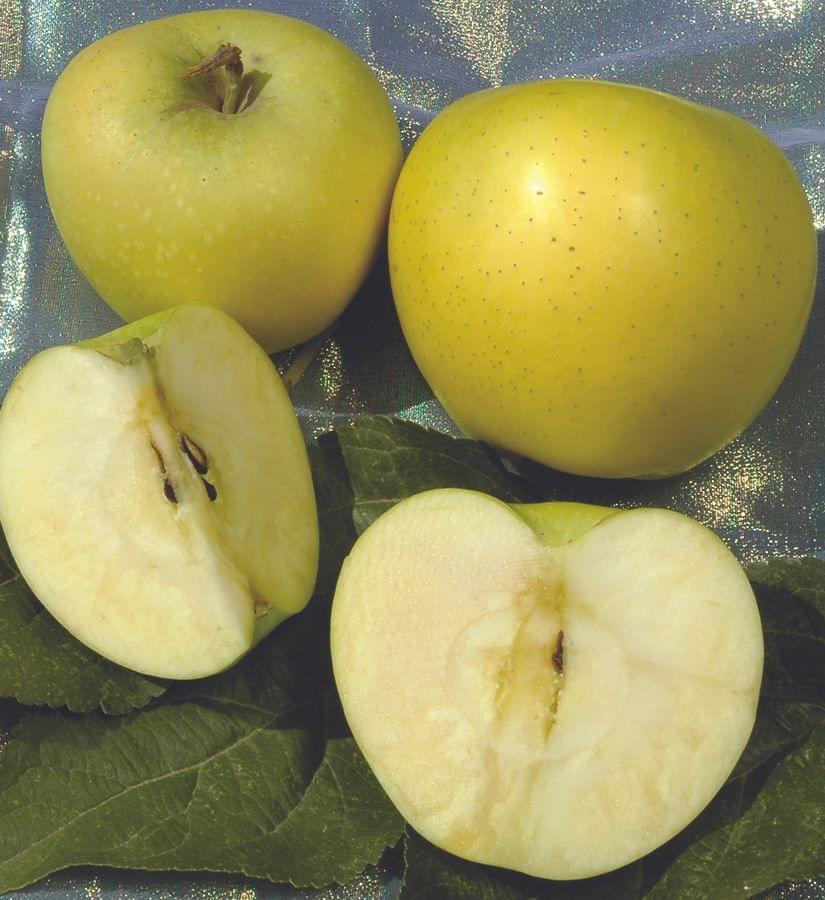 Apple - White Winter Pearmain - PRE-ORDER
