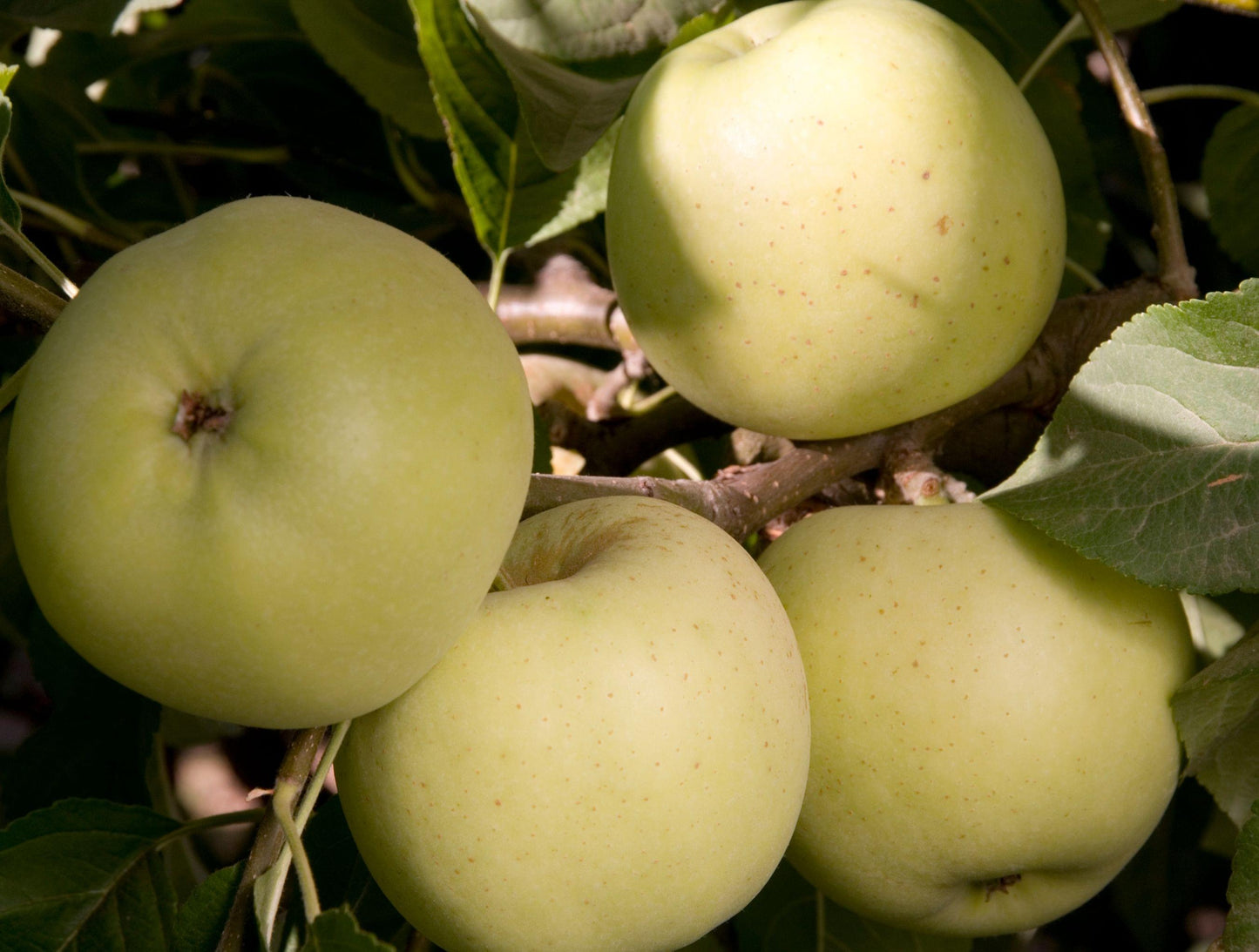 Apple - Winter Banana - PRE-ORDER