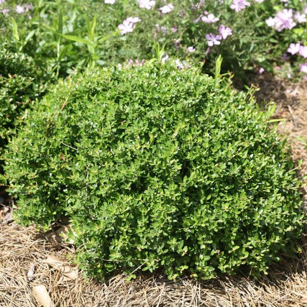 Shrubs - Yaupon Holly