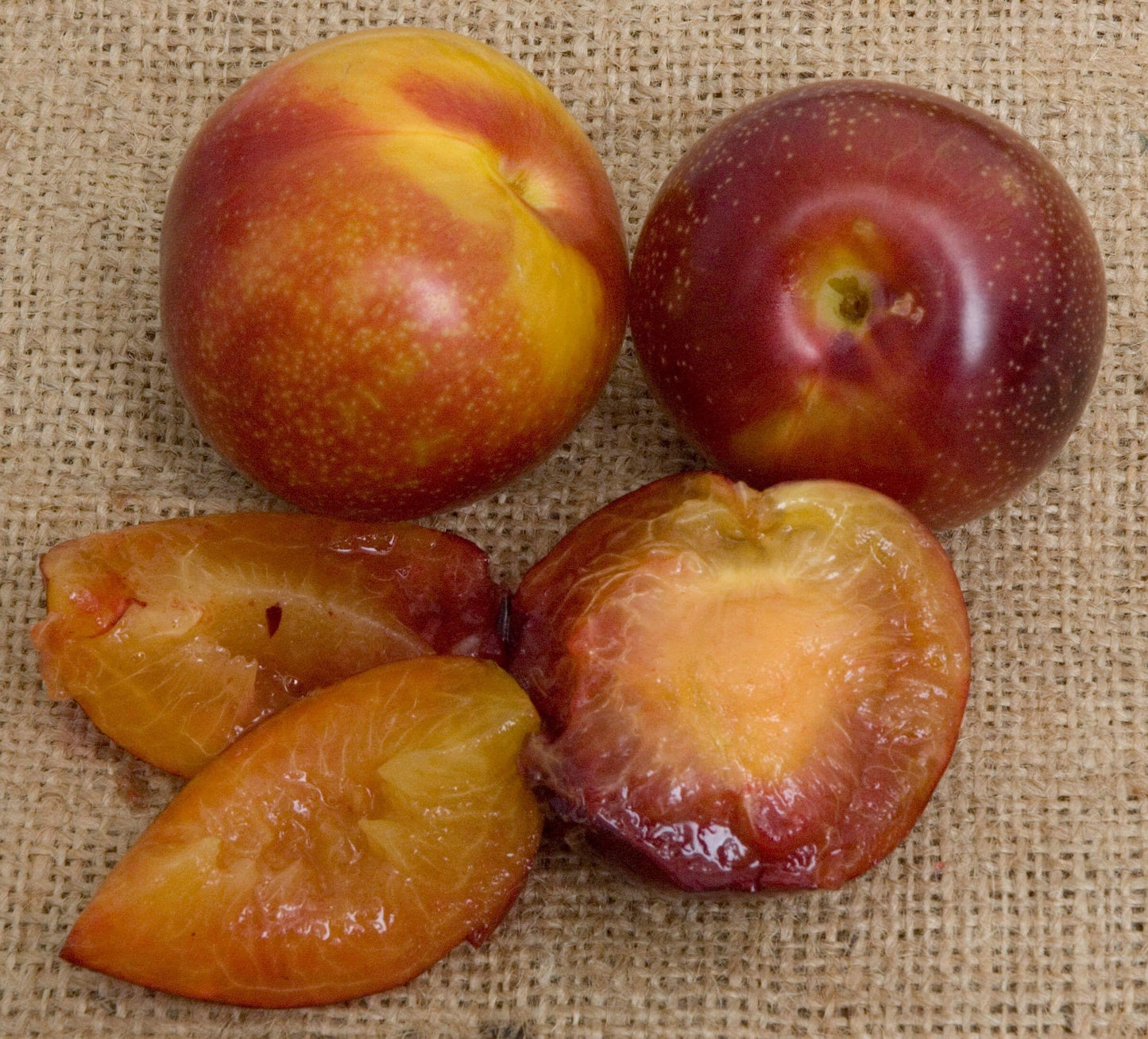 Plum - Beauty - PRE-ORDER