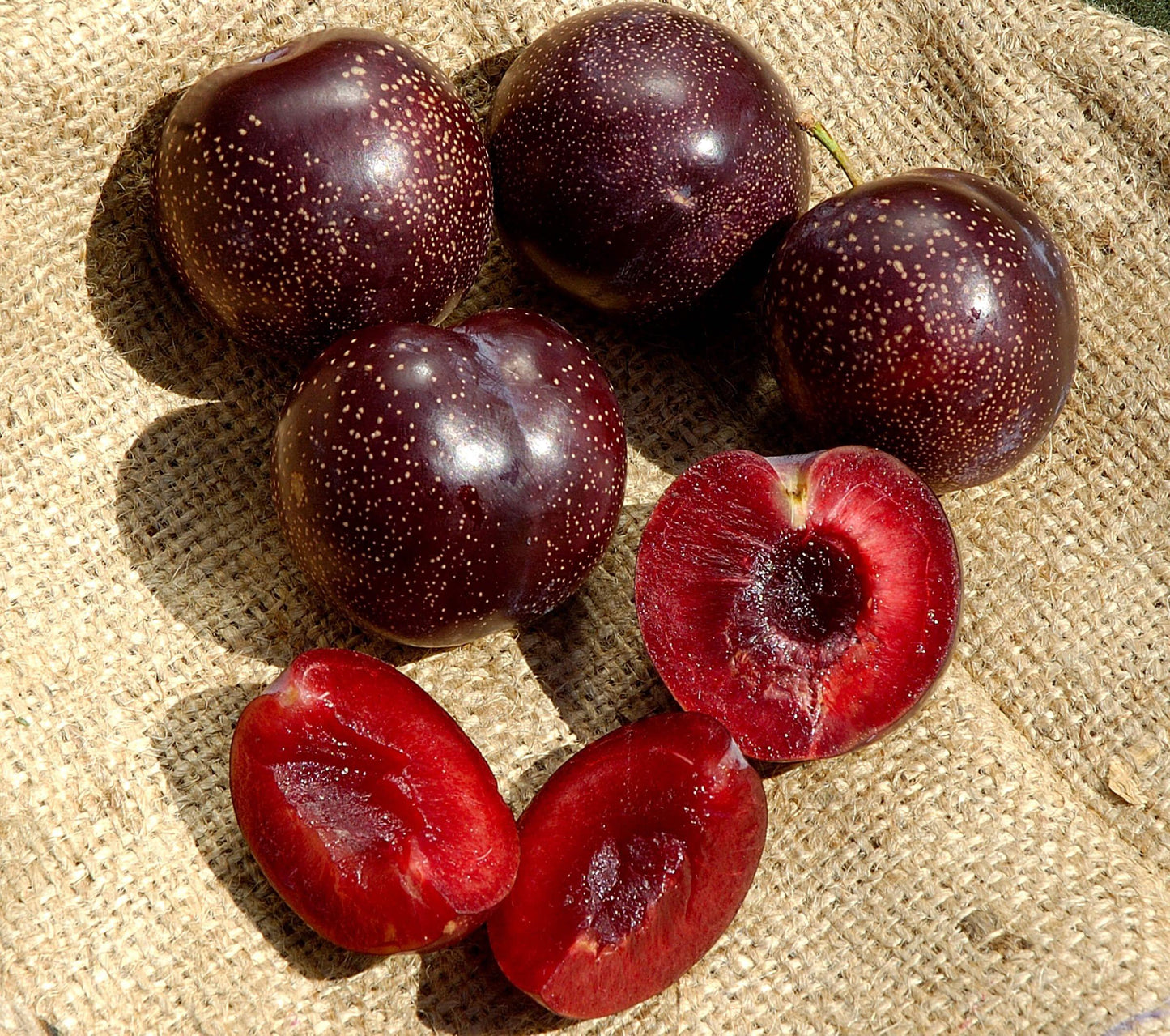 Plum - Burgundy PRE-ORDER