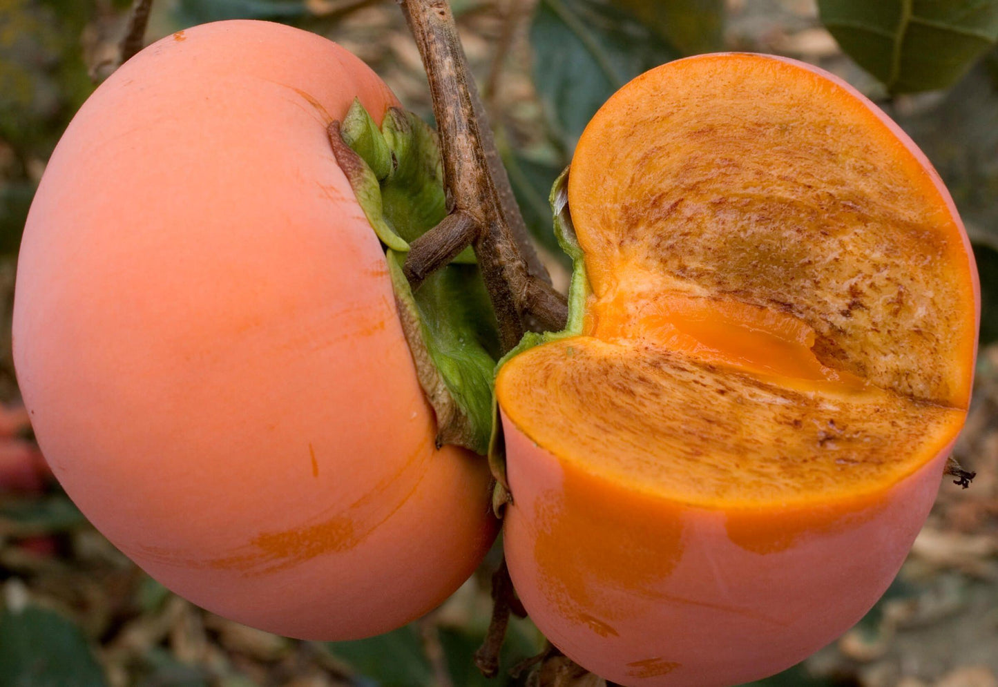 Persimmon - Coffeecake - PRE-ORDER