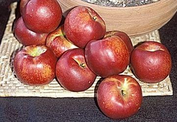 Nectarine - Desert Dawn - PRE-ORDER
