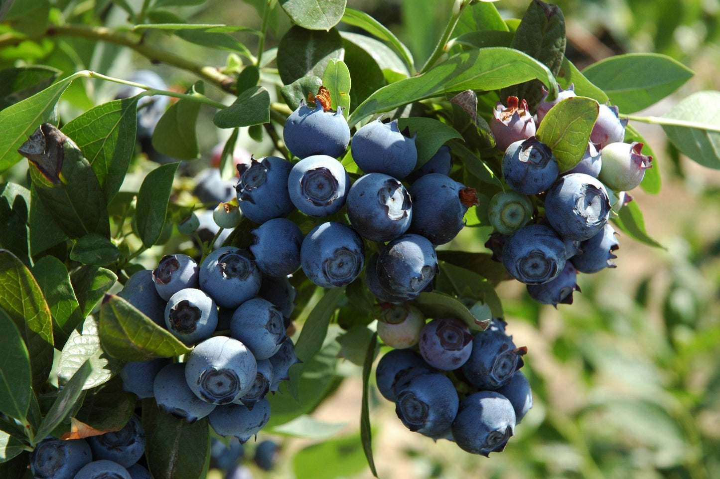 Blueberry - Emerald - PRE-ORDER