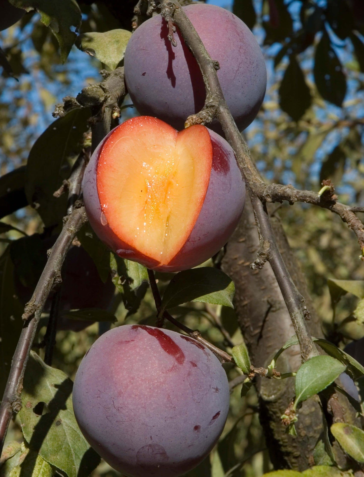 Pluot - Flavor Finale - PRE-ORDER