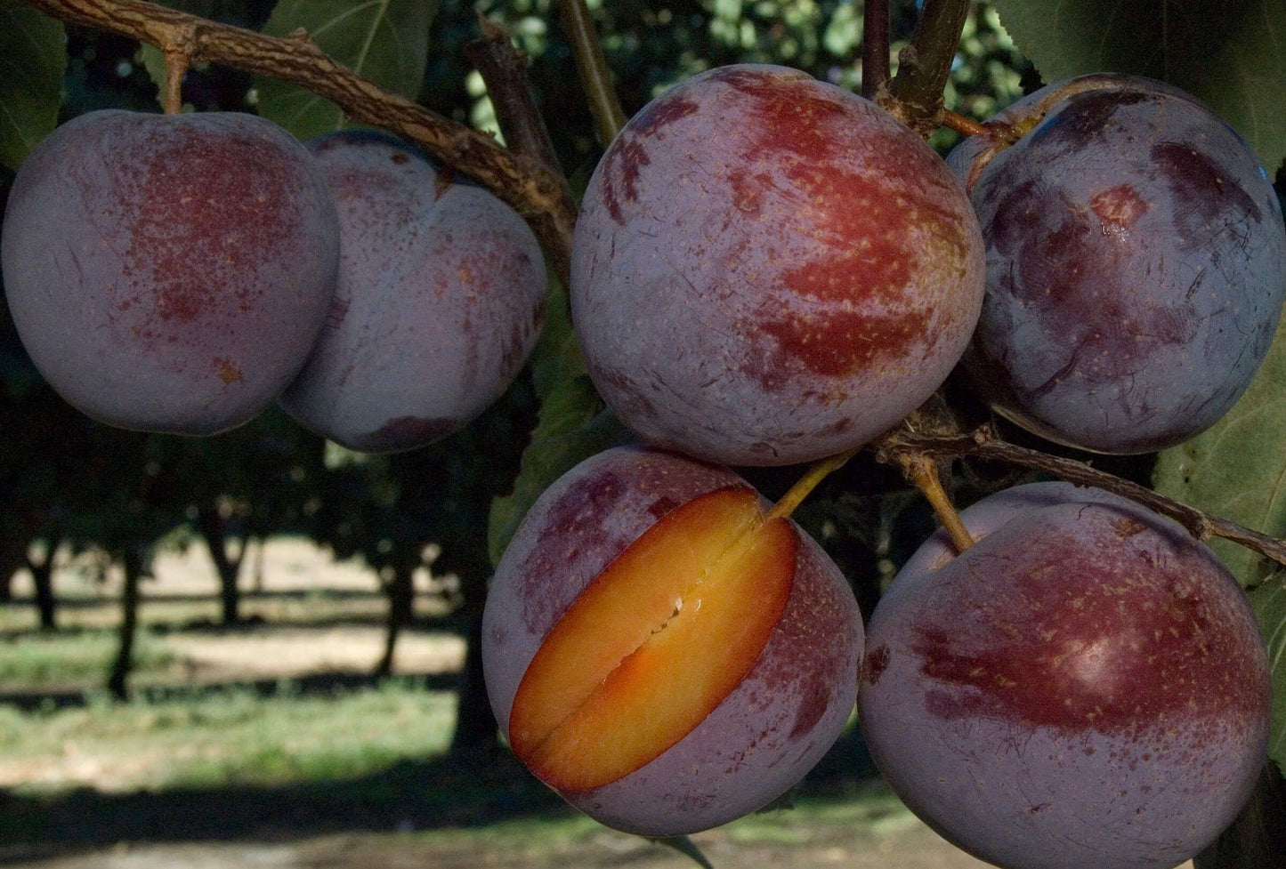 Pluot - Flavor King - PRE-ORDER