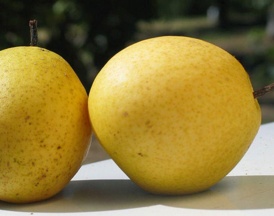 Pear - Flordahome