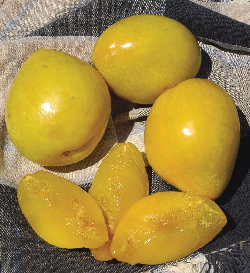 Plum - Golden Nectar - PRE-ORDER