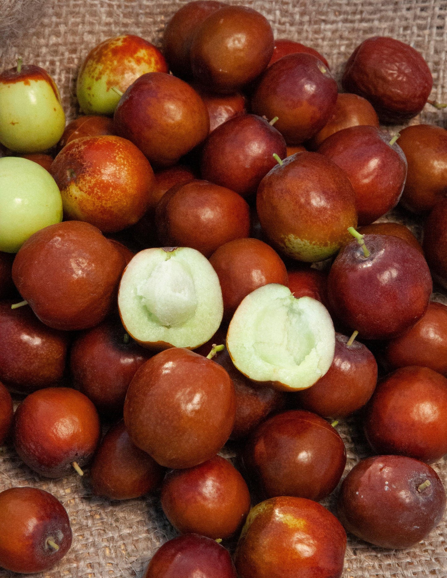 Jujube - Honey Jar - PRE-ORDER