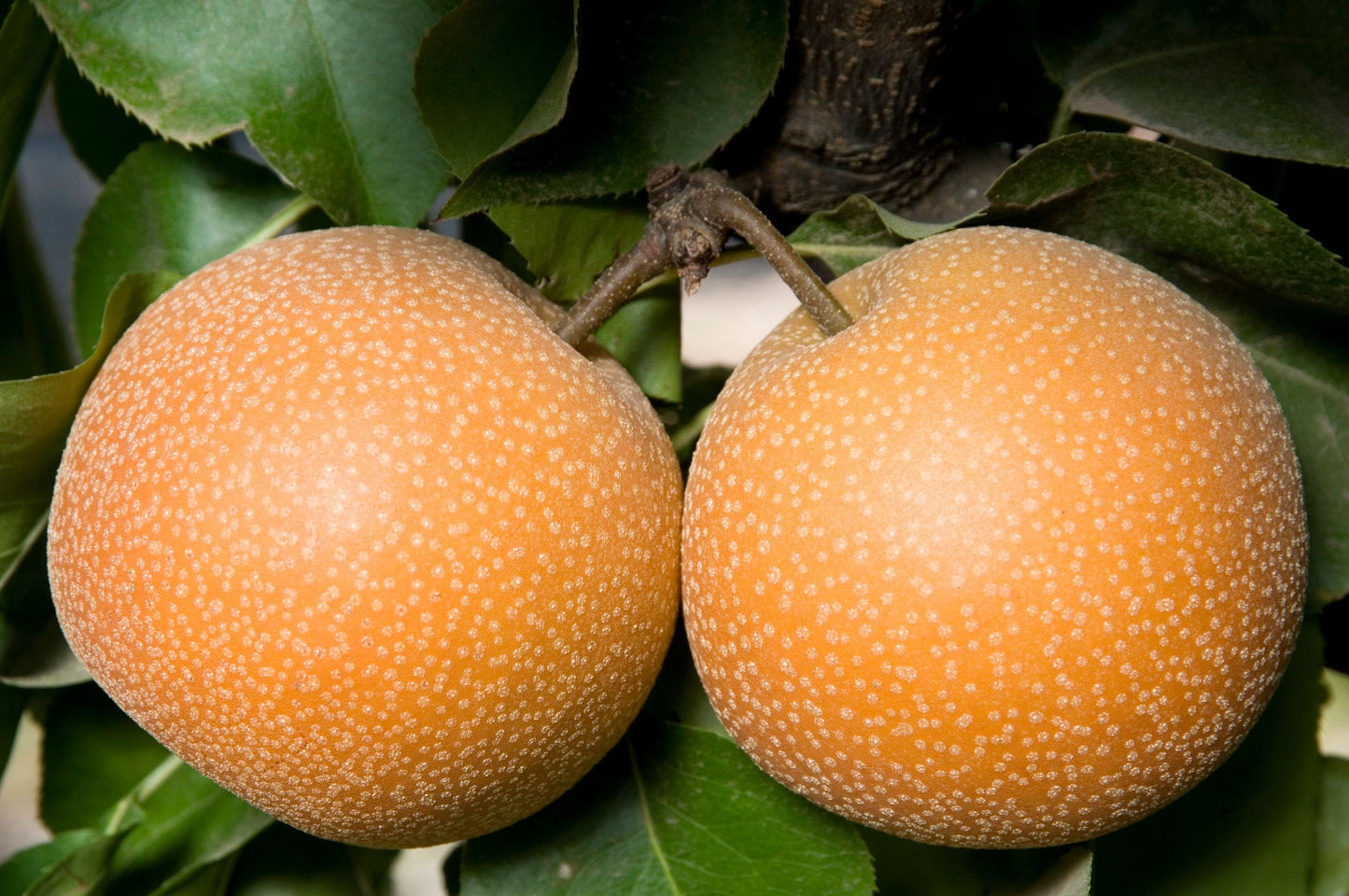 Asian Pear - Hosui - PRE-ORDER