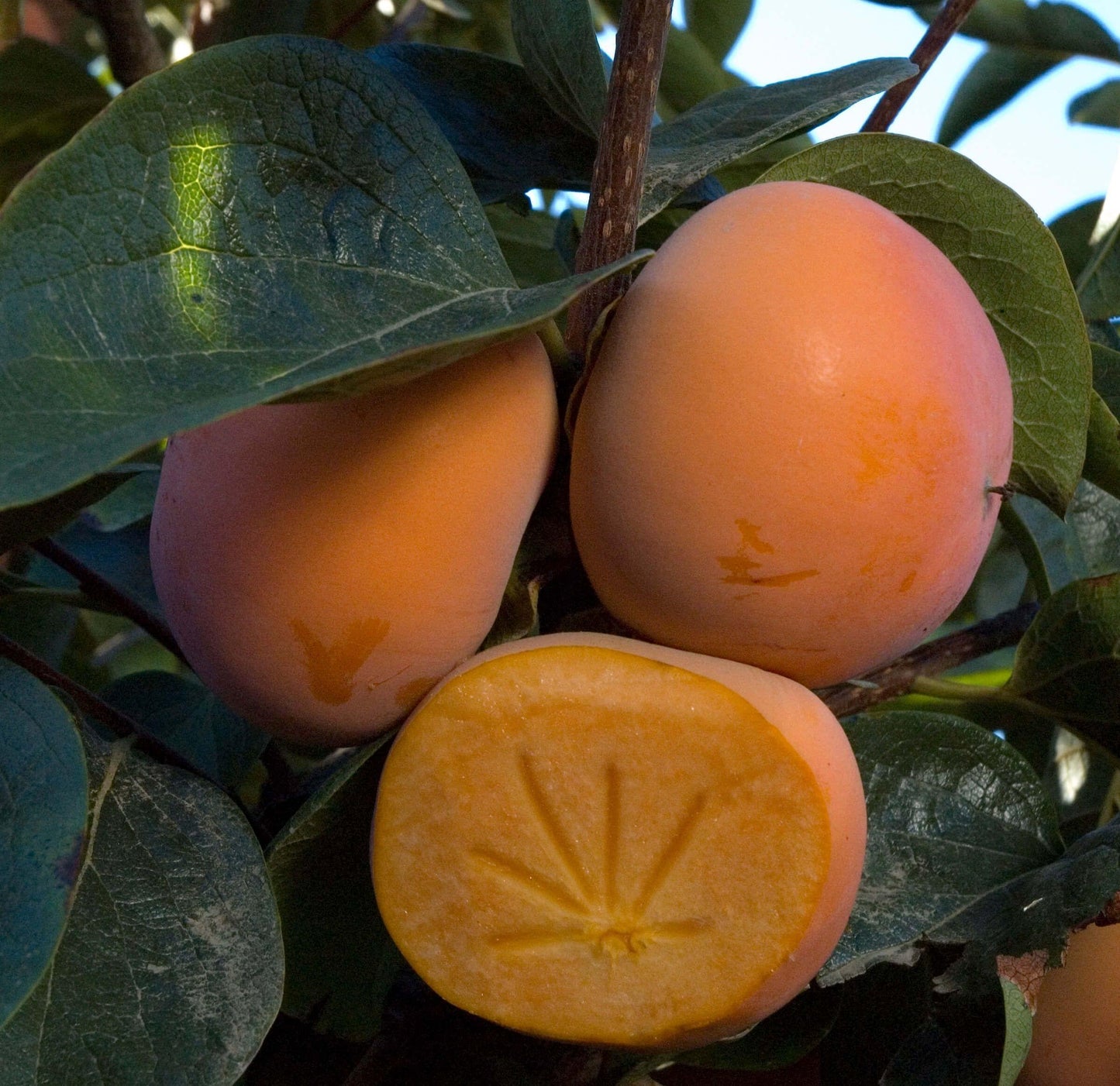 Persimmon - Izu - PRE-ORDER