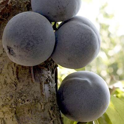 Plum - Laroda - PRE-ORDER