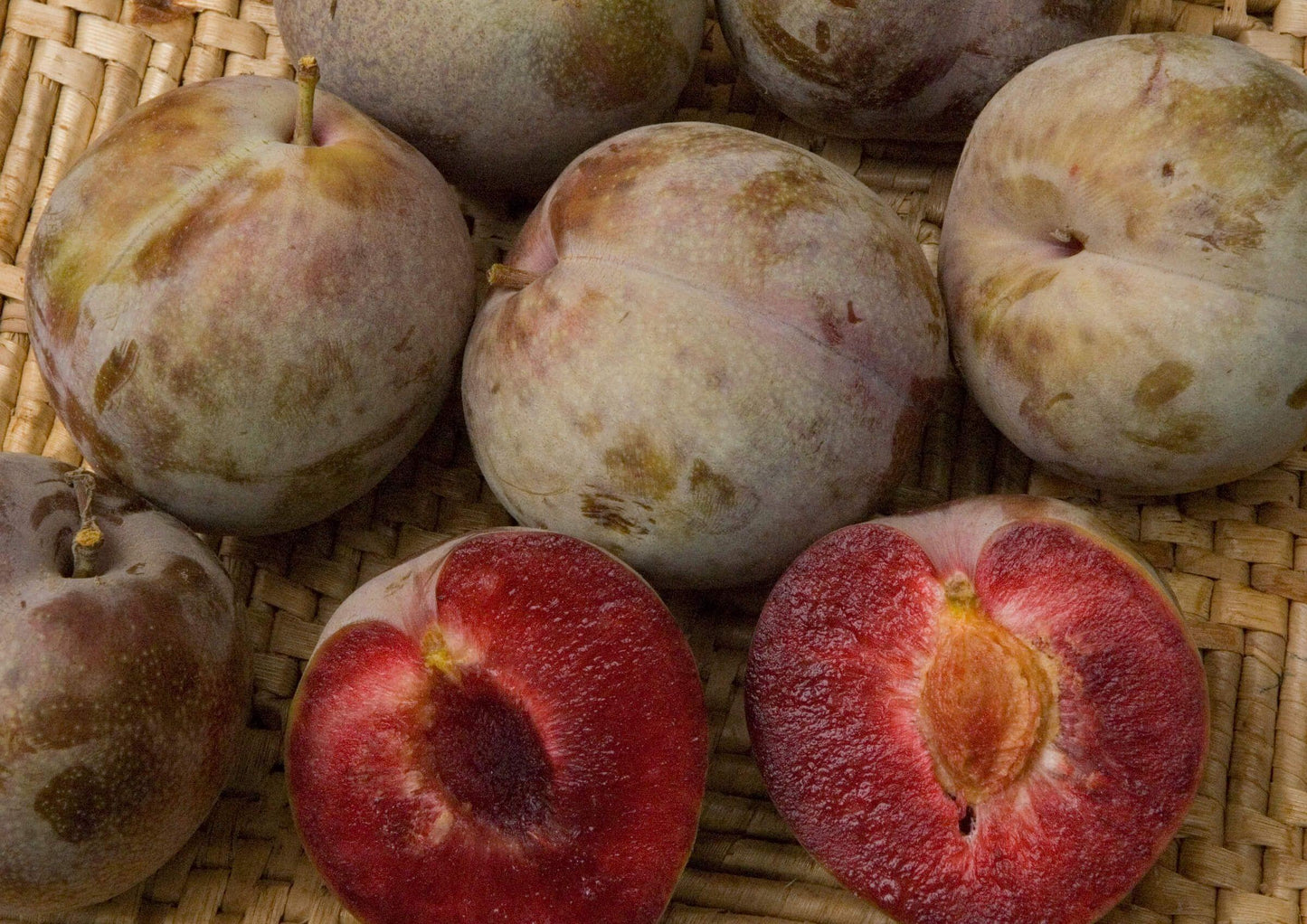 Plum - Mariposa - PRE-ORDER