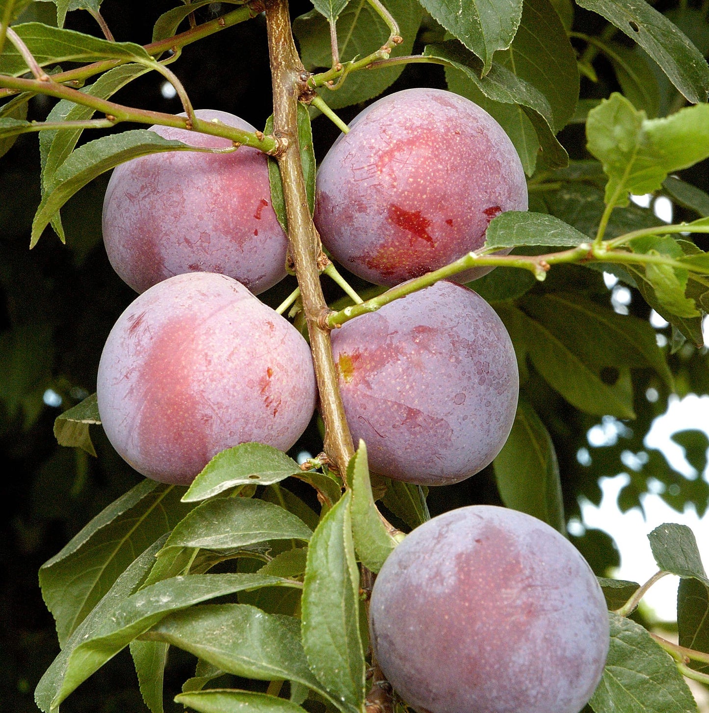 Plum - Methley - PRE-ORDER