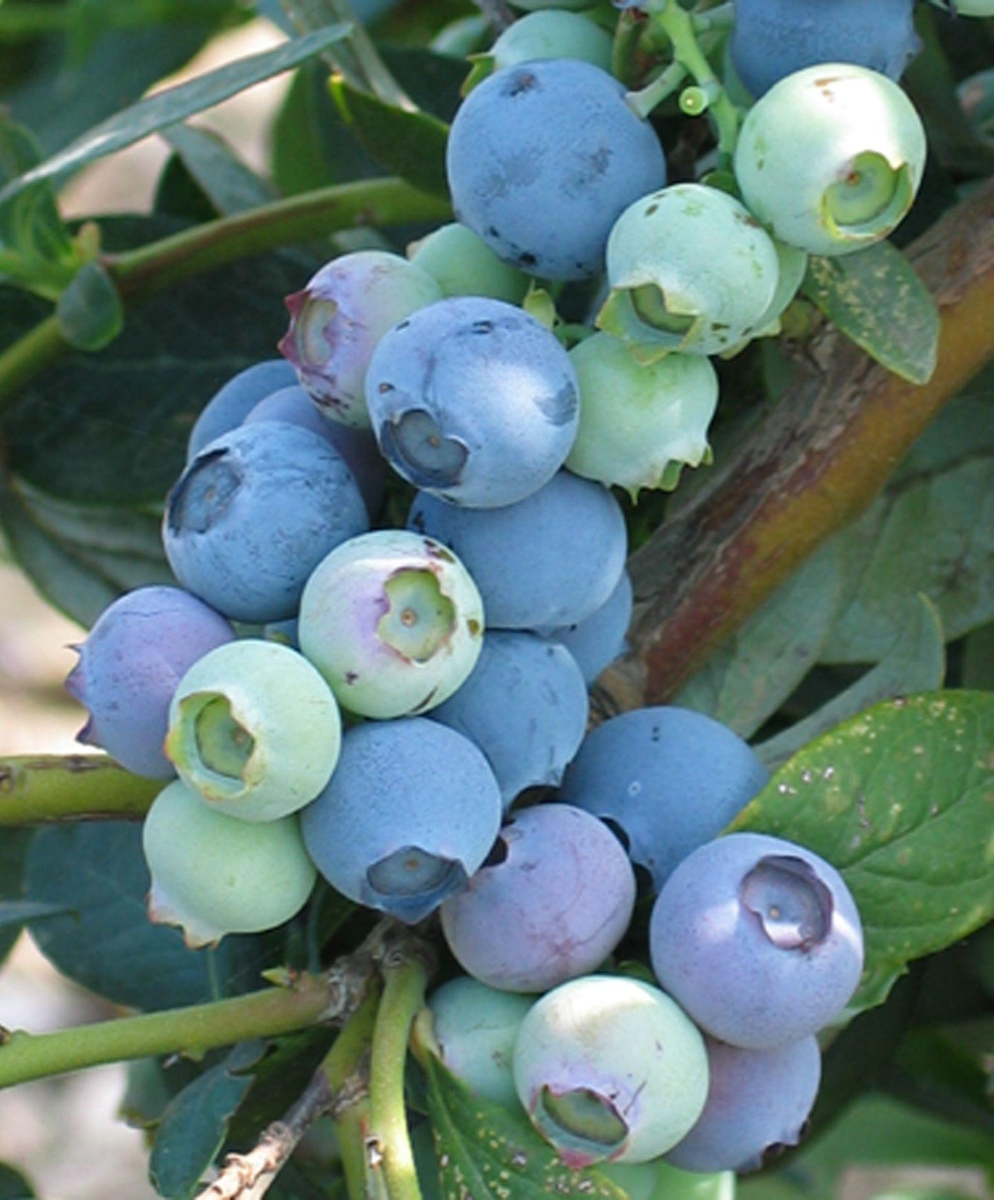 Blueberry - Misty - PRE-ORDER