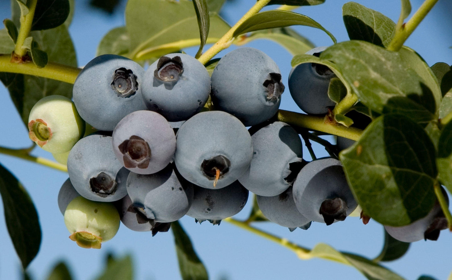 Blueberry - O'Neal - PRE-ORDER
