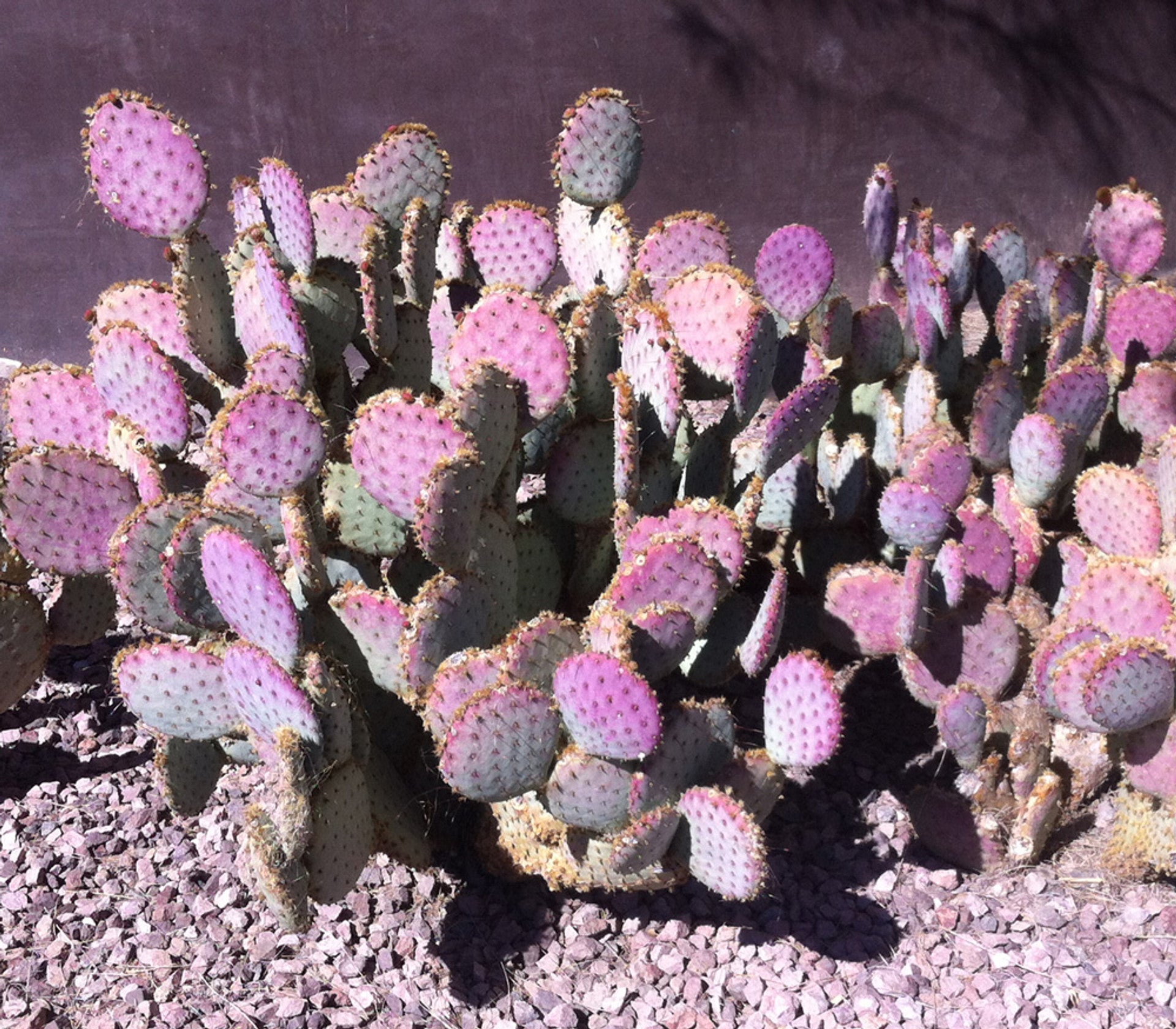 purple prickly pear cactus for sale Cactus