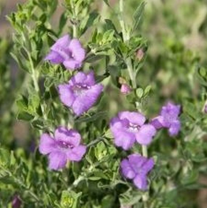 Shrubs - Texas Sage - Rio Bravo