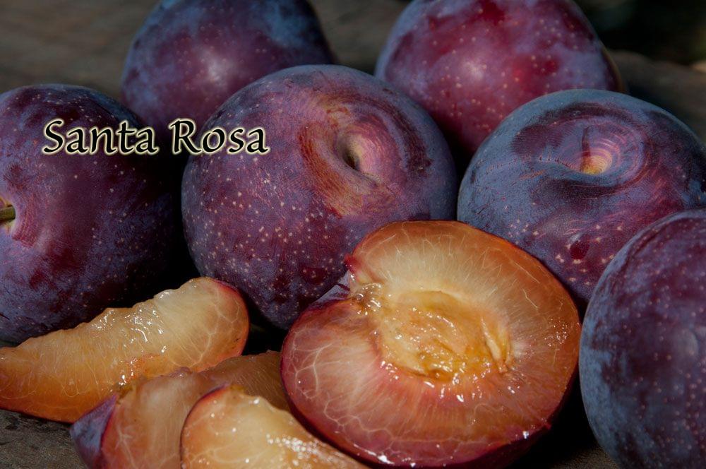 Plum - Santa Rosa - PRE-ORDER