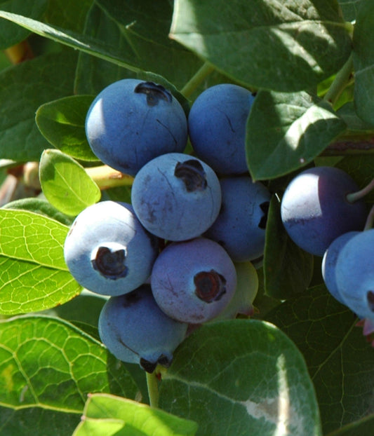 Blueberry - Sharpblue