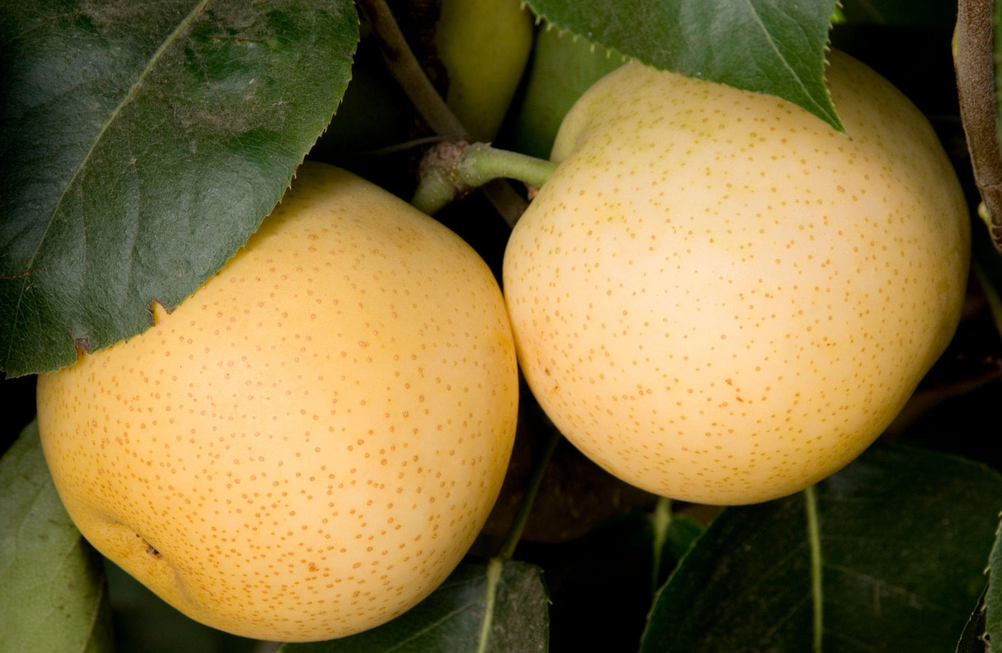 Asian Pear - Shinseiki - PRE-ORDER