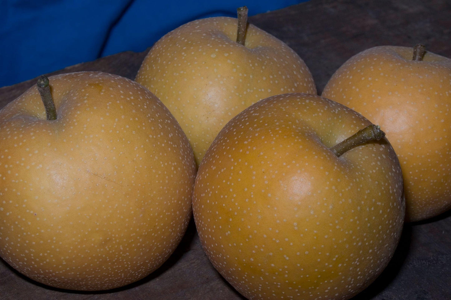 Asian Pear - Shinko - PRE-ORDER