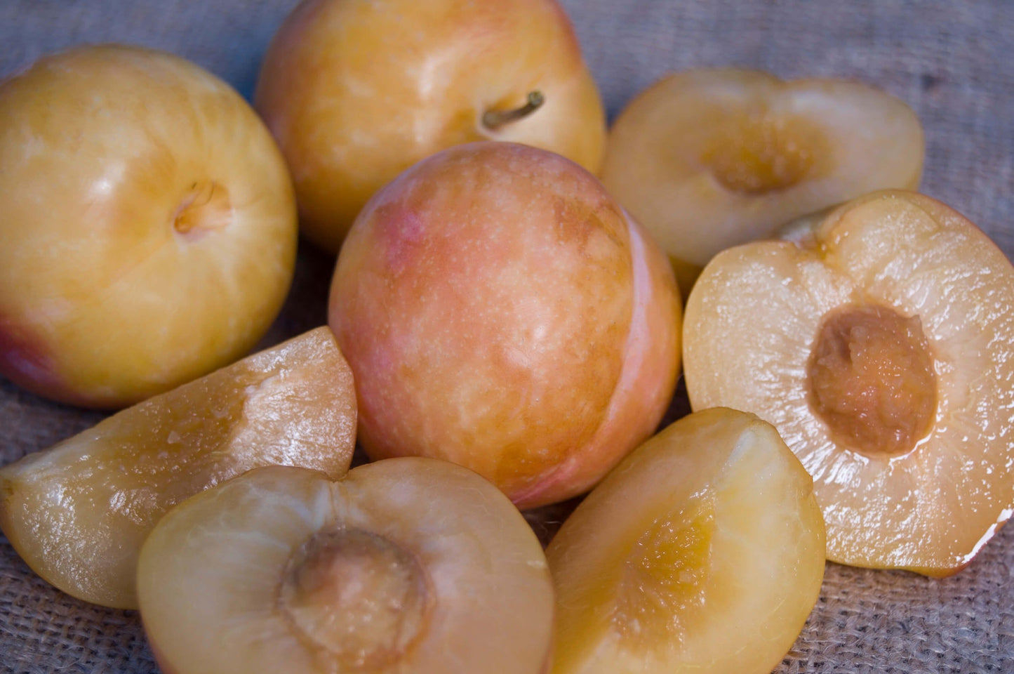 Pluot - Splash - PRE-ORDER