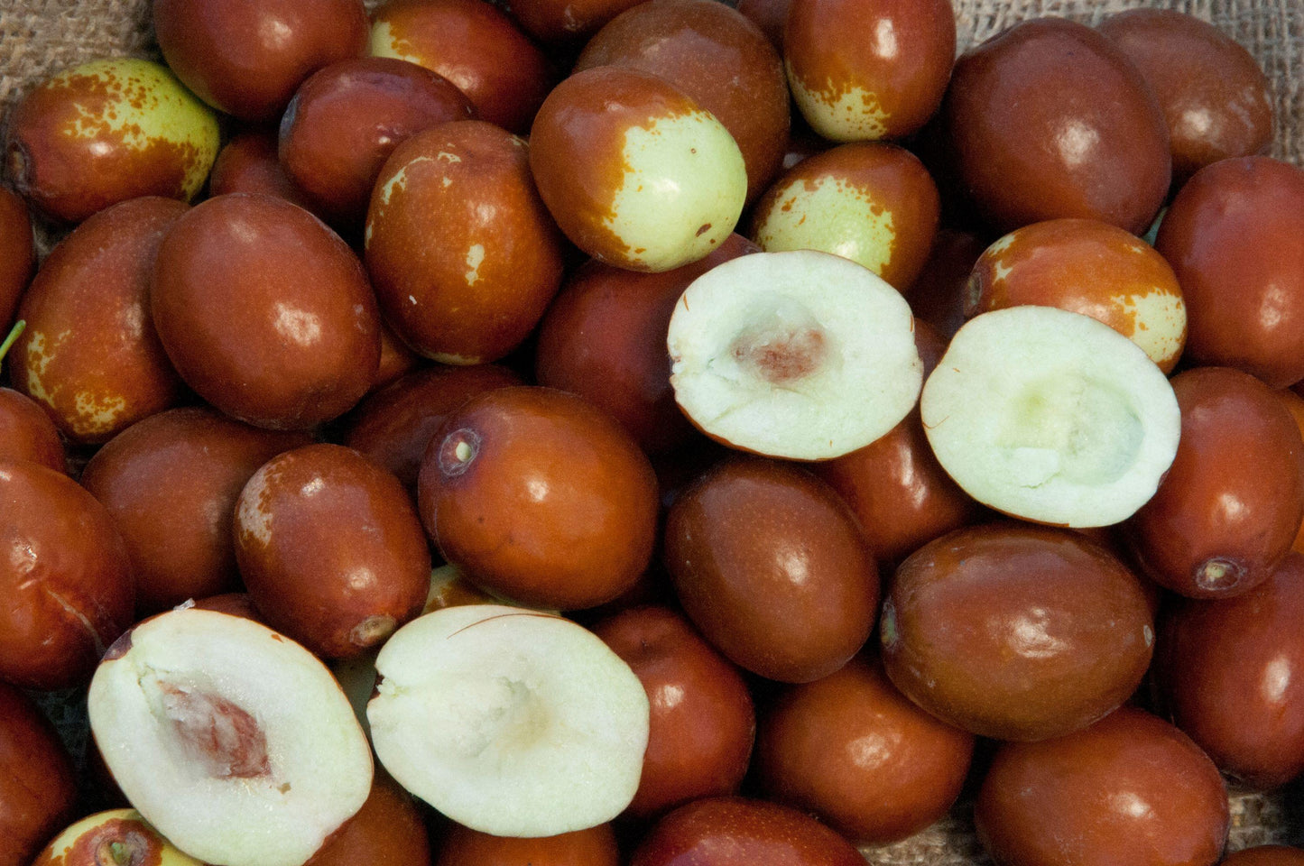 Jujube - Sugar Cane - PRE-ORDER
