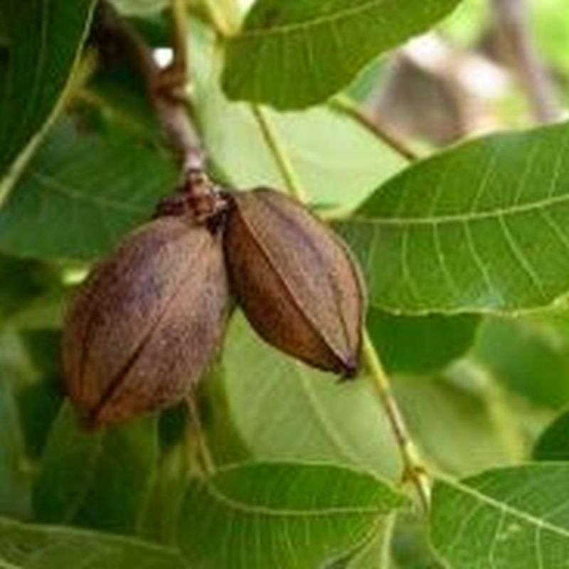 Pecan - Western Schely - PRE-ORDER