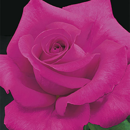 Roses - All My Loving