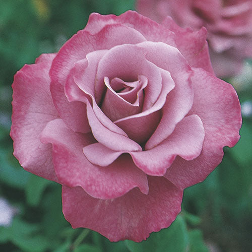 Roses - Angel Face