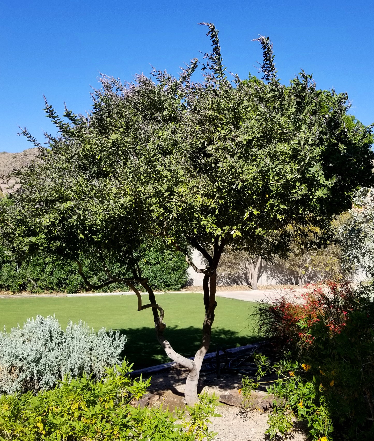 Shrubs - Arabian Lilac