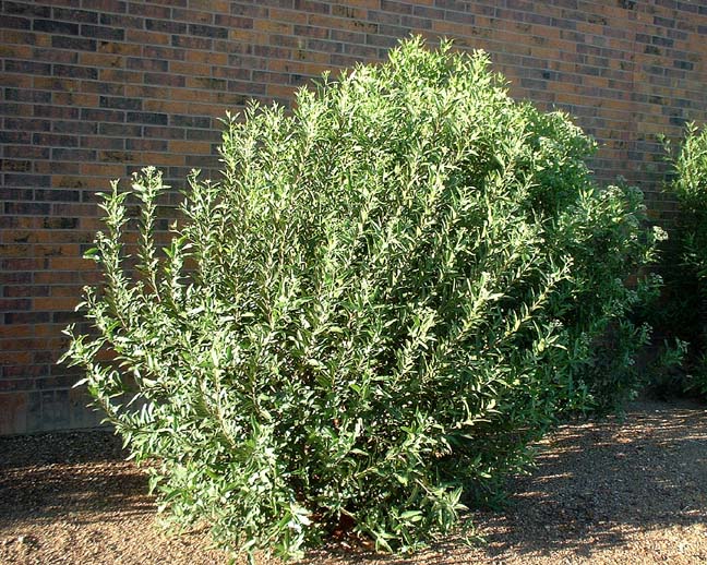 Shrubs - Arizona Rosewood