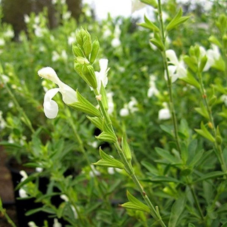 Shrubs - Autumn Sage
